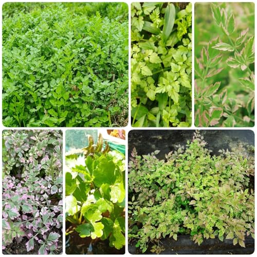 semi di crescione resistenti, crescione biologici di invernali, in crescita da giardino, perenni resistenti, 1000pcs