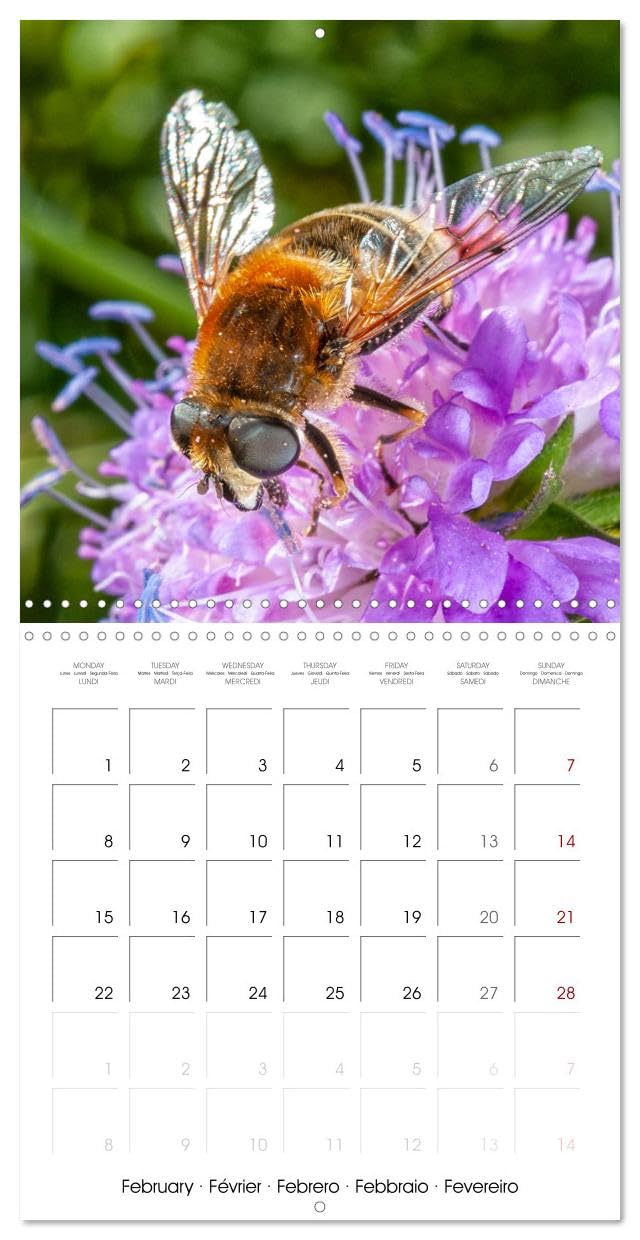 Macro Photo Cachée de la Nature (Calendrier mural carré 2027 30 x 30 cm) Calendrier double avec une page pour vos prises de notes