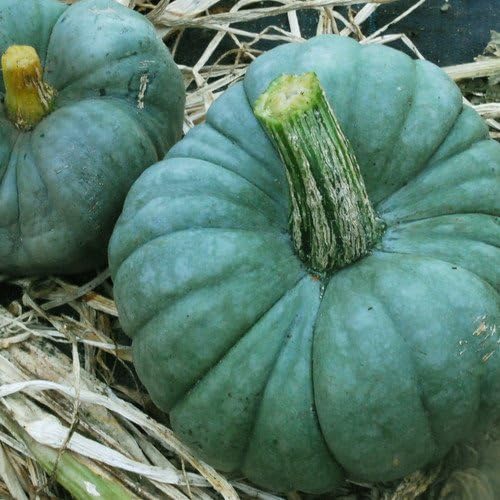 Plant World Seeds Triamble Seeds Amazon.co.uk Garden