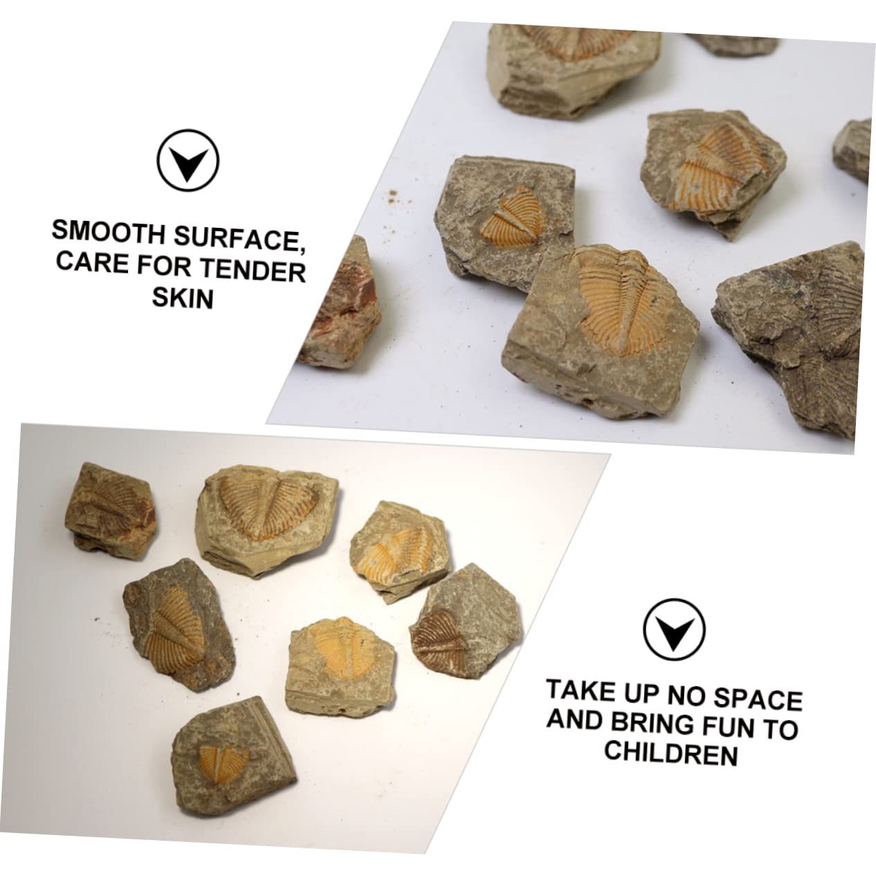 Garneck Campione di Trilobite Naturale 2 Pezzi, Ornamento da Scrivania Educativo per Ragazzo Ragazza, Materiale Didattico Paleontologico per Collezione e Decorazione Casa