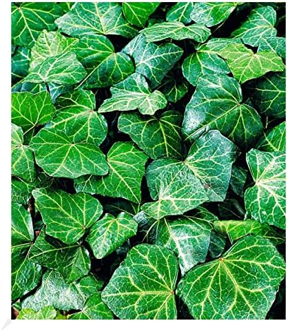 50+ Efeu Für Garten, Wer auf der suche nach einer robusten