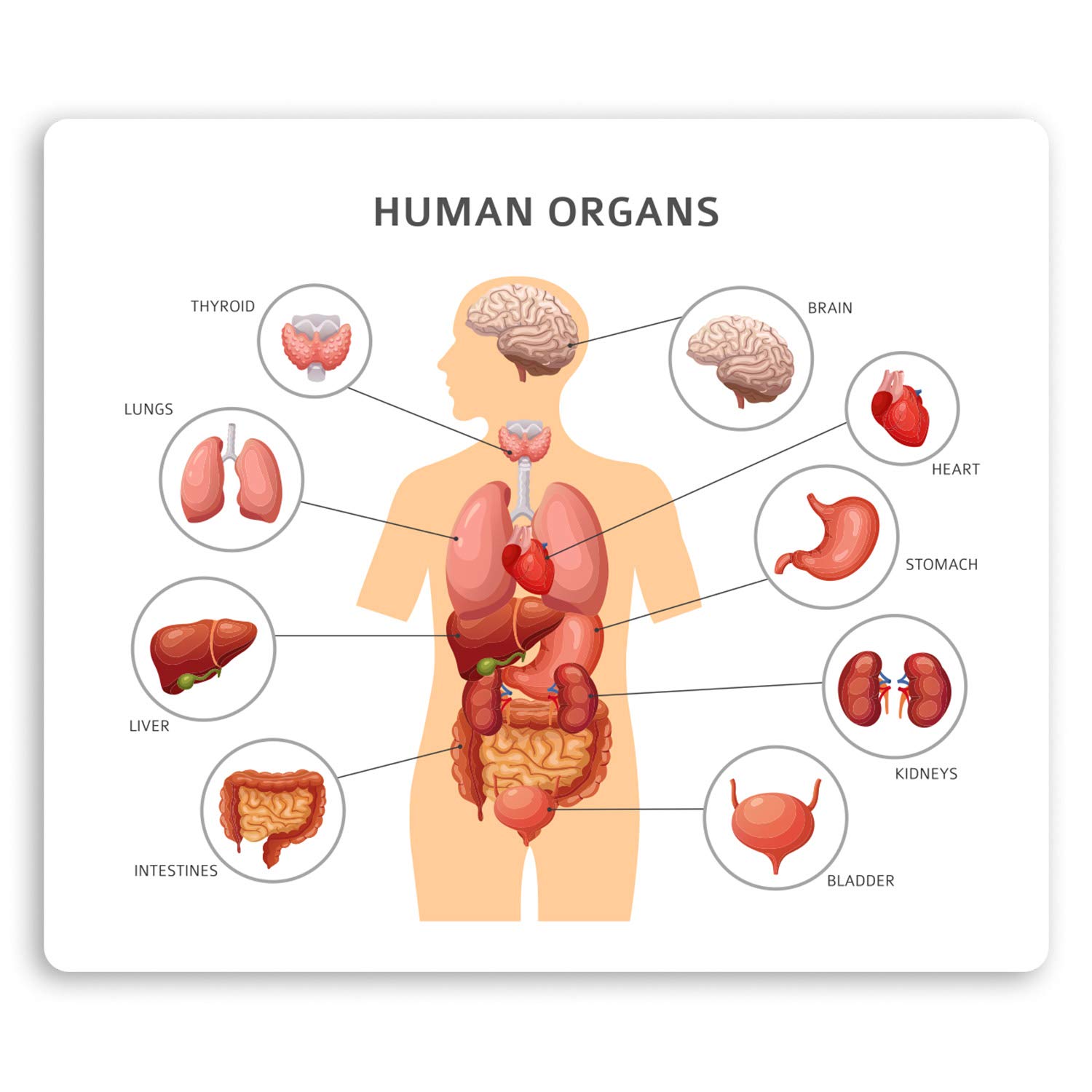2 x 10cm Human Organs Diagram Vinyl Stickers - Biology Science Sticker #34410 (10cm Wide)