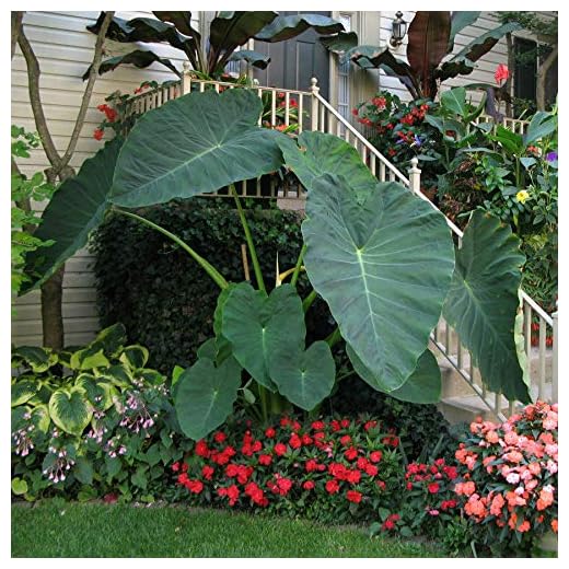 Live Bulbs Colocasia gigantea Thailand Giant Thai Giant Elephant Ear Huge Leaf (3 Bulbs)