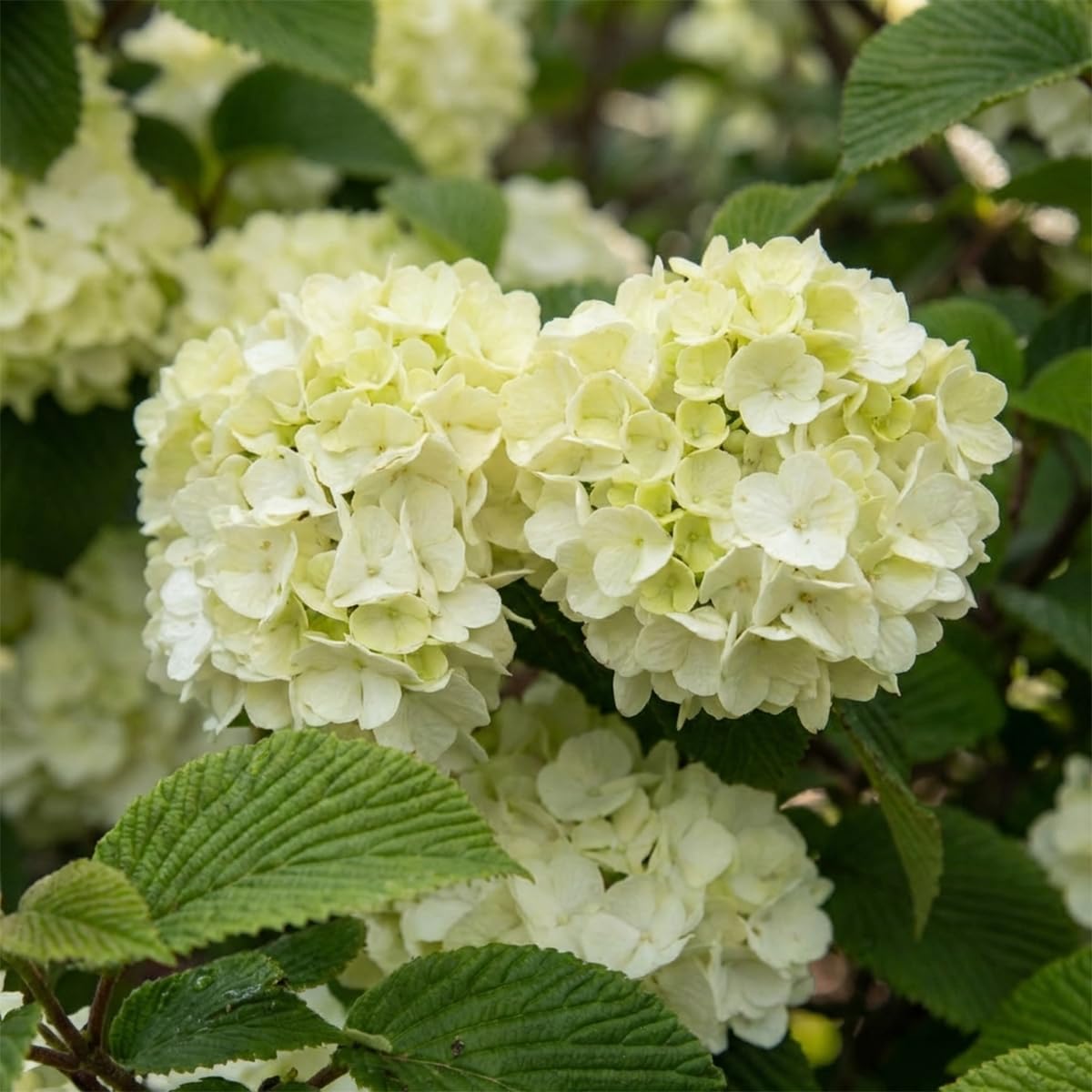 Bloomique - Viburnum Plicatum Opening Day - Boule-de-neige du Japon - Plante de Jardin - Rustique - Hauteur 60-80 cm - Pot 23 cm