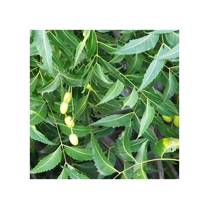 Buy Neem Tree Seeds (Azadirachta Indica) Packet of 3 Seeds Online at