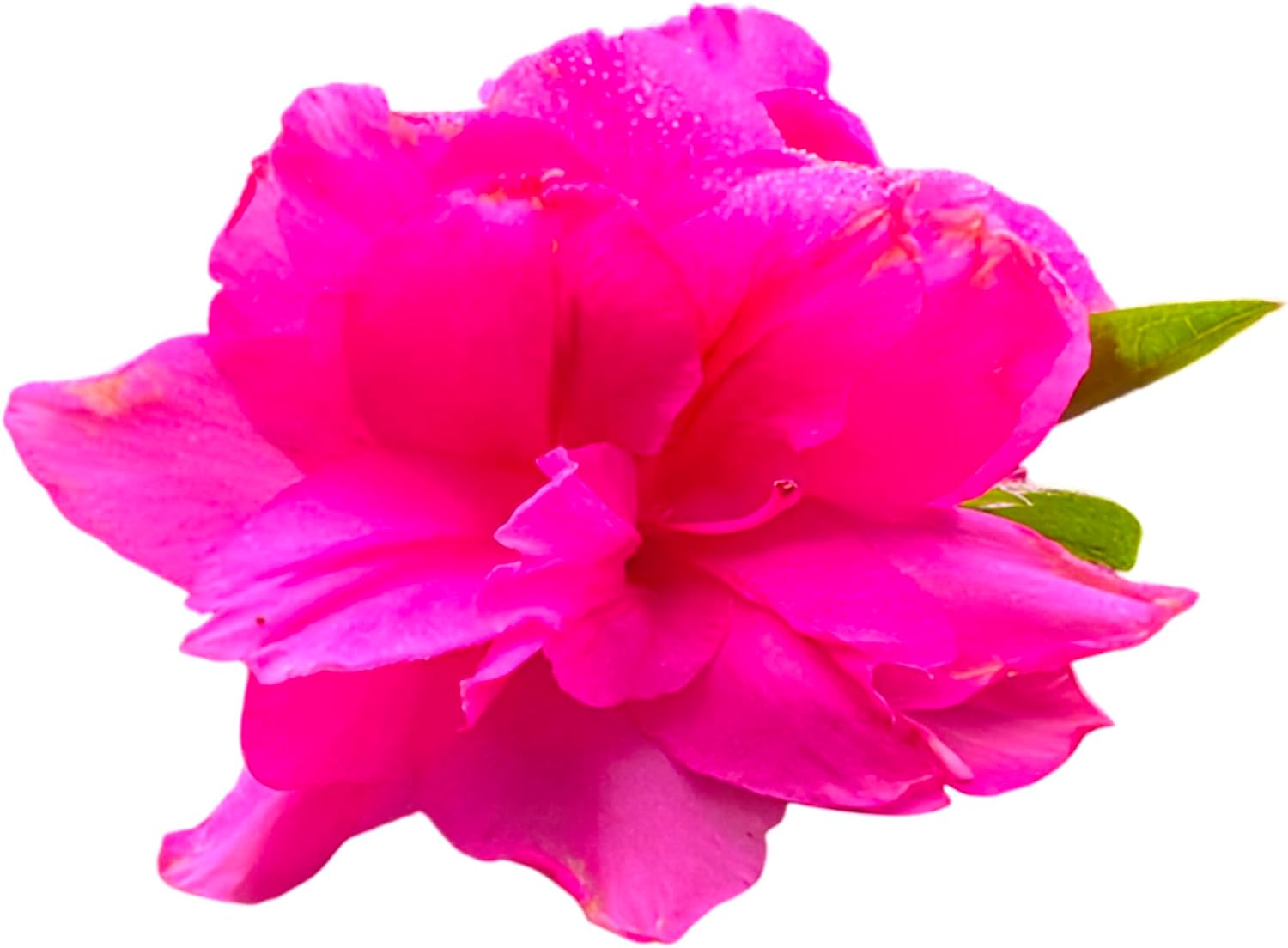 Autumn Carnation Pink Encore Azalea – Reblooming Evergreen Shrub with Double Pink Flowers, Hardy Landscape and Container Plant (3 Gallon/Potted/Single Plant)