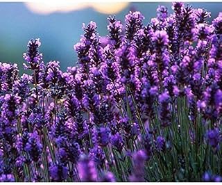 Generic French Provence Lavender Seeds Very Fragrant Organic Lavender Seeds Plant Flower Seeds Home Garden Bonsai 50-100 PCS/Bag : Only Seeds