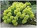 Produktbild Stauden Gänge 1 x Euphorbia characias (Stauden/Staude/Mehrjährig/Winterhart/Immergrün) Mittelmeer-Wolfsmilch - Ein Hauch von Süden für Ihren Garten - sehr Bienenfreundlich