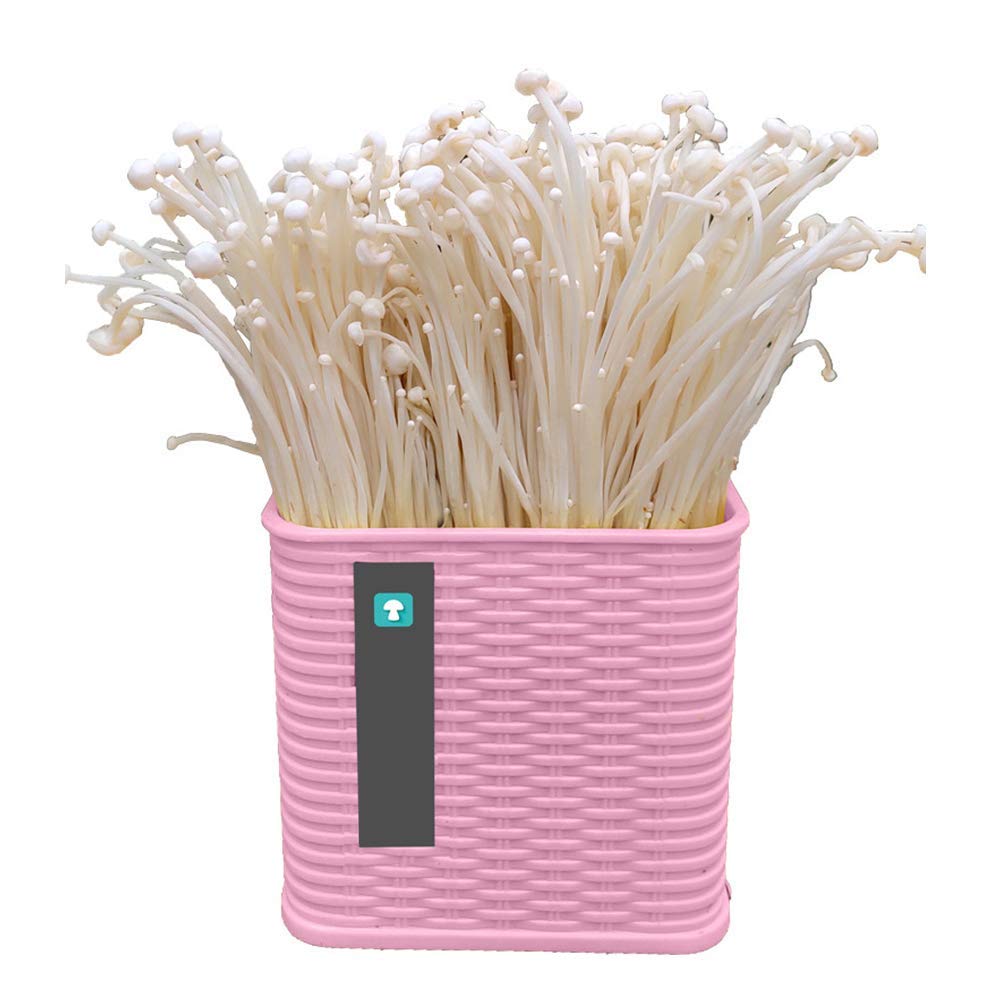 Buy Oyster Mushroom Grow Kit, Beginner Mushroom Plug Spawn Edible