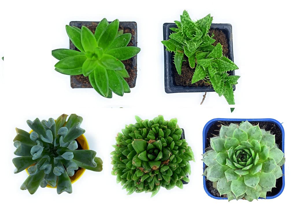 Ohhsome Succulents Pets Succulent Plants (5 Pack) Fully Rooted In Planter Pots With Soil - Real Live Potted/Unique Indoor Cactus Balconies Garden Ornamenta (Set Of Any 5 Assorted Combo) (B09HN4D735) Amazon Price History, Amazon Price Tracker