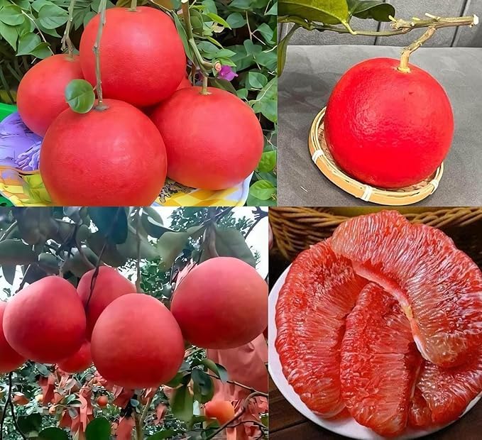 Image of All-Time12 Months Hybrid Grafted Guti Kolom Live Fruit Plant Original & Authentic Organic Tree for Outdoor Fast-Growing Fruit Plant Home Pack Of-1 (Red Batabi Fruit Plant, Medium)