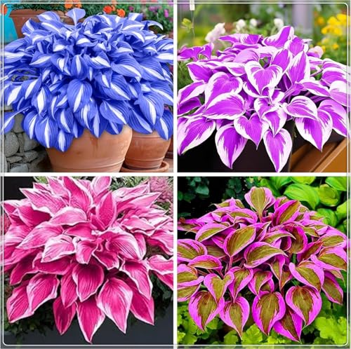 Excellent Display, Greening Flower,Hostas for Planting, Hosta Rhizome，Easy to Plant, Flowering Rhizome,Wedding Flowers, Bloom Year After Year-8 Bulbs-J