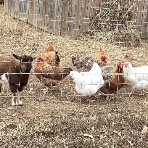 Bonus Episode| Tales of Chickens