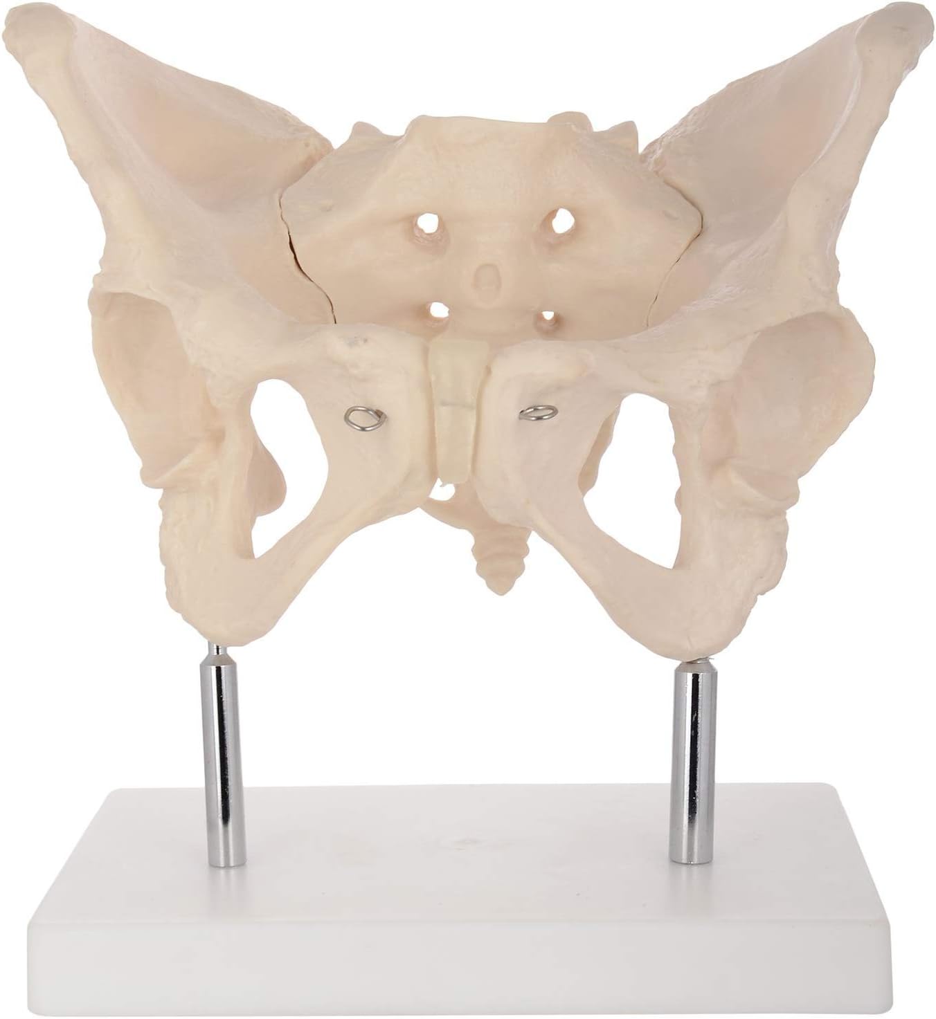 PVC Adult Female Pelvis Model With Stand by mLabs
