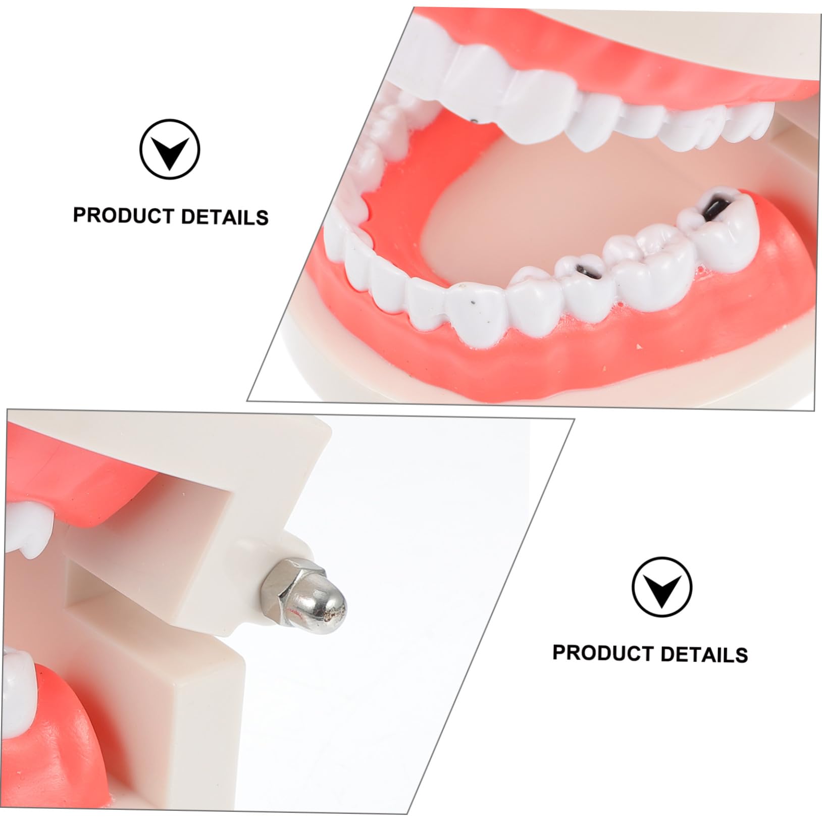 MAGICLULU Modèle de Dents pour Coordination Main-œil Blanc Éducatif en Résine Jouet Pédagogique pour Garçon et Filles pour École et Démonstration de Brossage Dentaire
