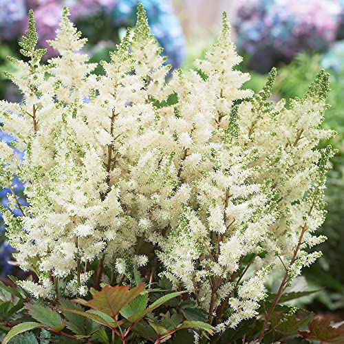 GardenersDream Astilbe Plant - Healthy Astilbe Happy Day Flower Plants - Garden Ready Herbaceous Perennial Plants - Live White Flowering Outdoor Plant for Borders, Flower Beds, and Pots (10-20cm)