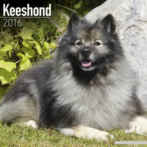 Keeshond Calendar Just Keeshond Calendar 2016 Wall calendars Dog