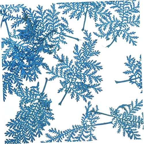 COHEALI 240 Peças Flores Secas Em Relevo Flores Prensadas Folhas Secas Artesanais Folhas Secas De Sa