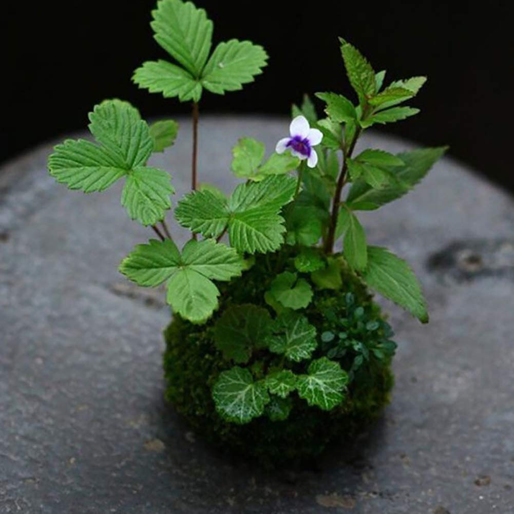 Kokedama Ball: Vaso In Schiuma Intrecciata Verde Per Piante Grasse E Bonsai - Fai Da Te - 5
