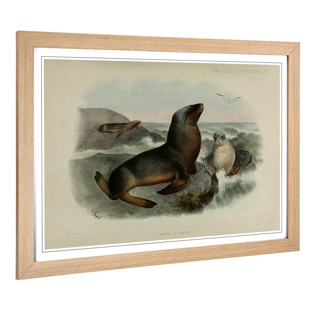 Big Box Art Framed Print of Vintage Smit. Joseph Grey Sea-Lion Design | Wall Art Picture | Home Decor for Kitchen, Living Room, Bedroom, Hallway, Oak, A2 / 24.5x18 Inch / 62x45cm
