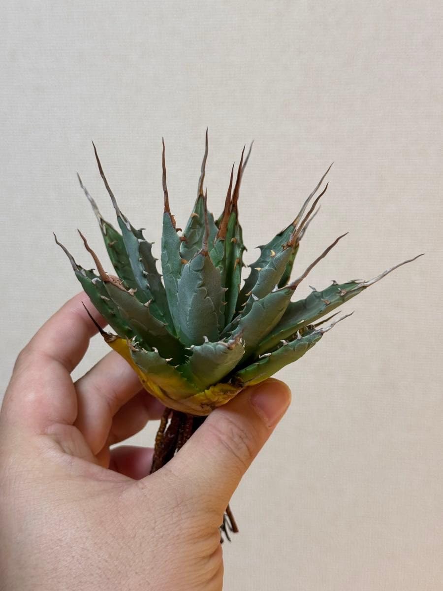 アガベ　エボリスピナ　鉢のまま発送　妖炎 アガベ エボリスピナ 鉢のまま発送 妖炎 アガベ 妖炎✕BB