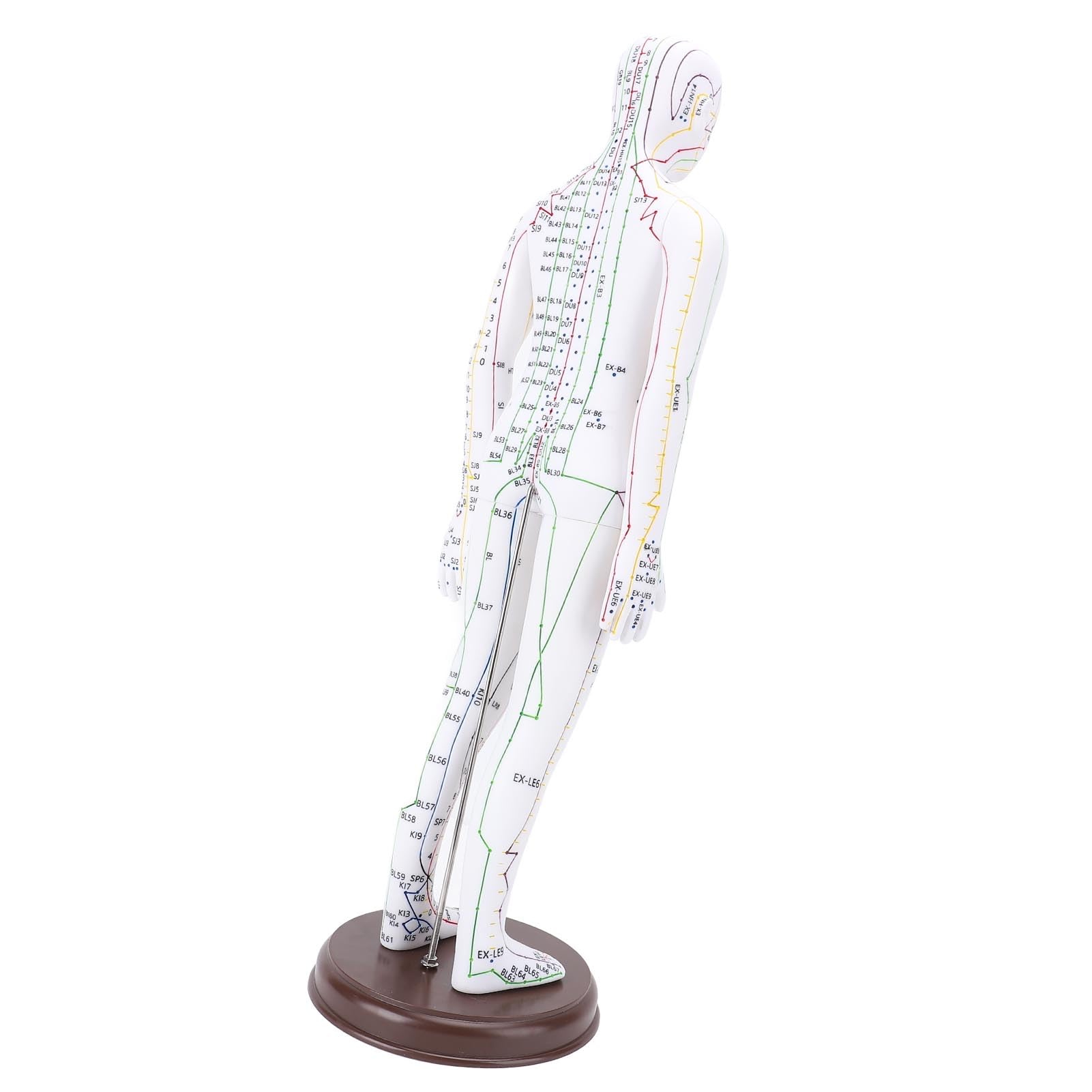 Modèle D'acupuncture du Corps Humain 52 Cm, Modèle de Point D'acupuncture du Mannequin D'enseignement Chinois Mâle/Femelle (Femelle)