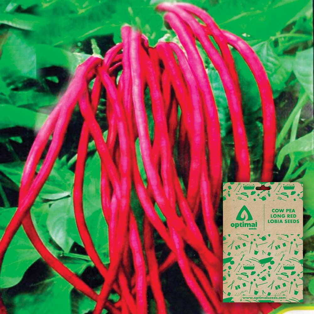 Optimal Seeds Cow Pea Long Red Lobia Vegetable Seeds (B0B5ZLLQMG) Amazon Price History, Amazon Price Tracker