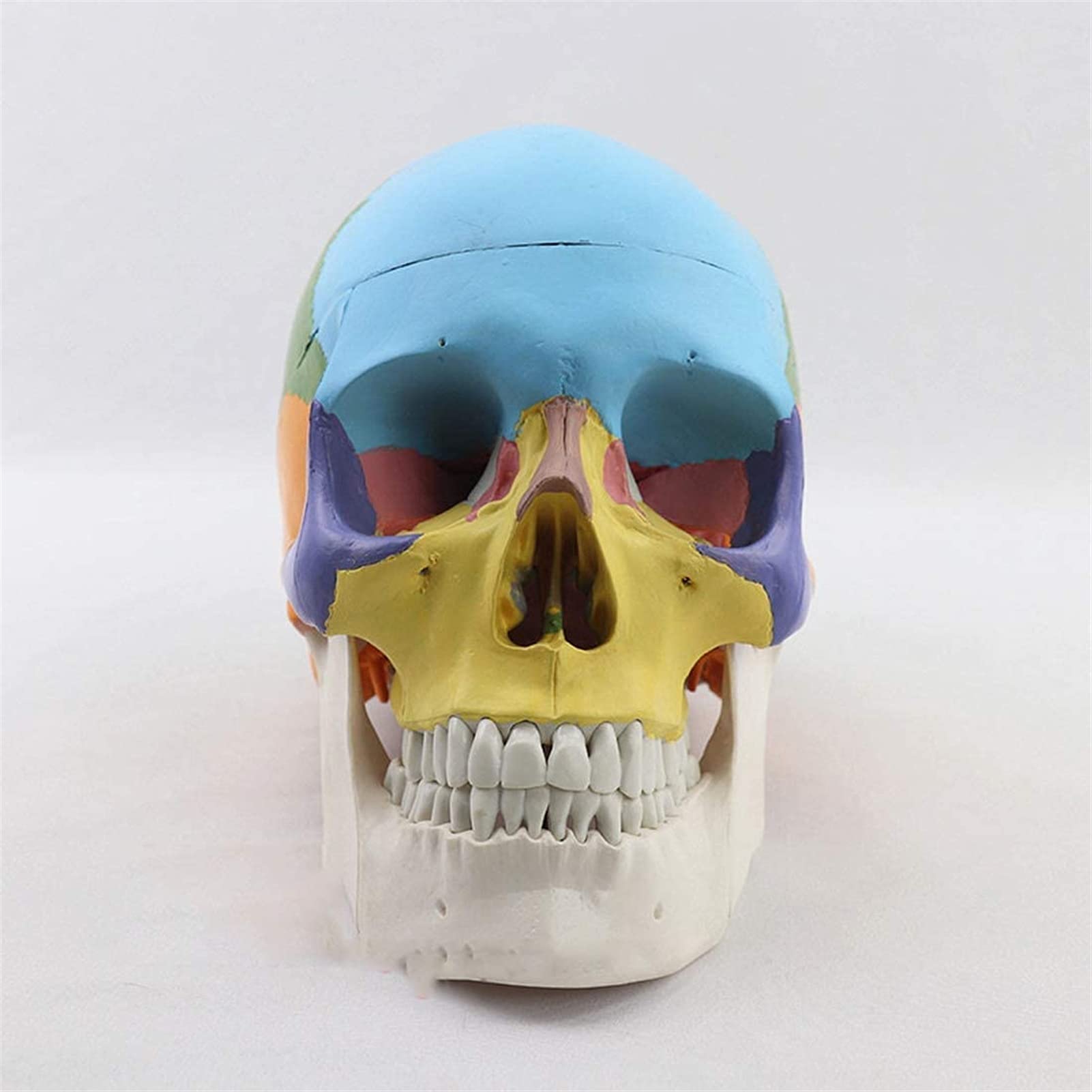 Model edukacyjny naturalnej wielkości kolorowy model czaszki ludzkiej anatomia anatomiczna nauczanie medyczne szkielet głowa nauka materiały dydaktyczne modele medyczne