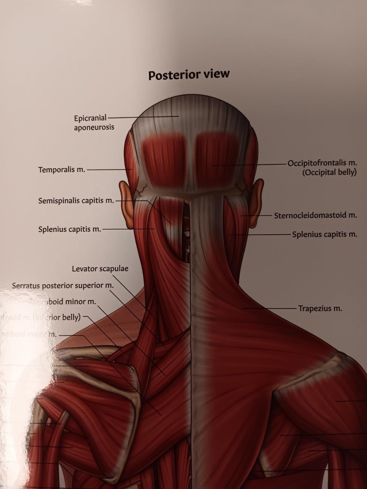 Anatomy Lab Muscular and Spinal Nerves Anatomy Poster Set - 2 PACK ...