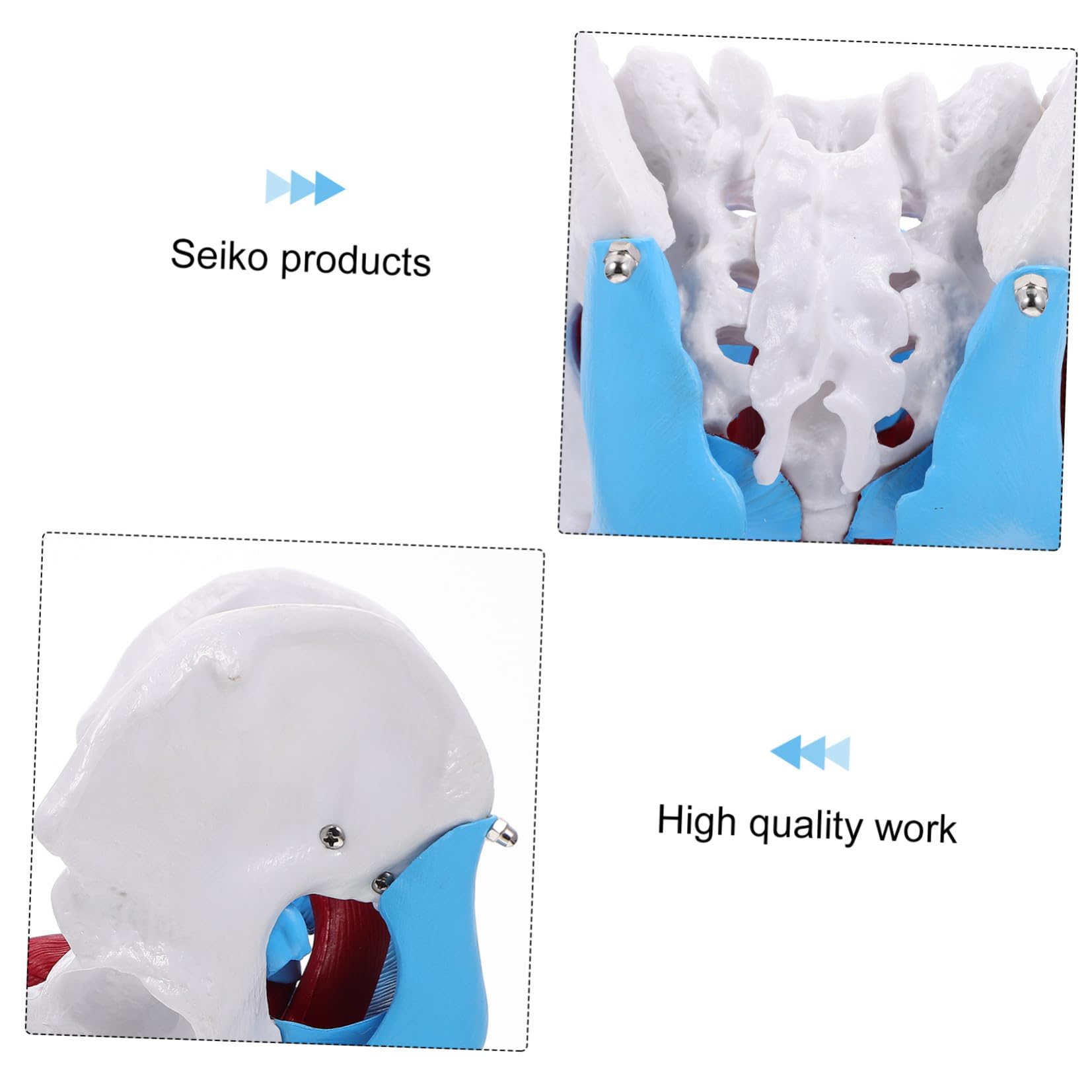 Modello Pelvico Femminile in Pvc Separabile, Modello Anatomico Muscolare del Pavimento Pelvico per Insegnamento Medico e Dimostrazioni, Strumento Didattico Portatile per Scuole