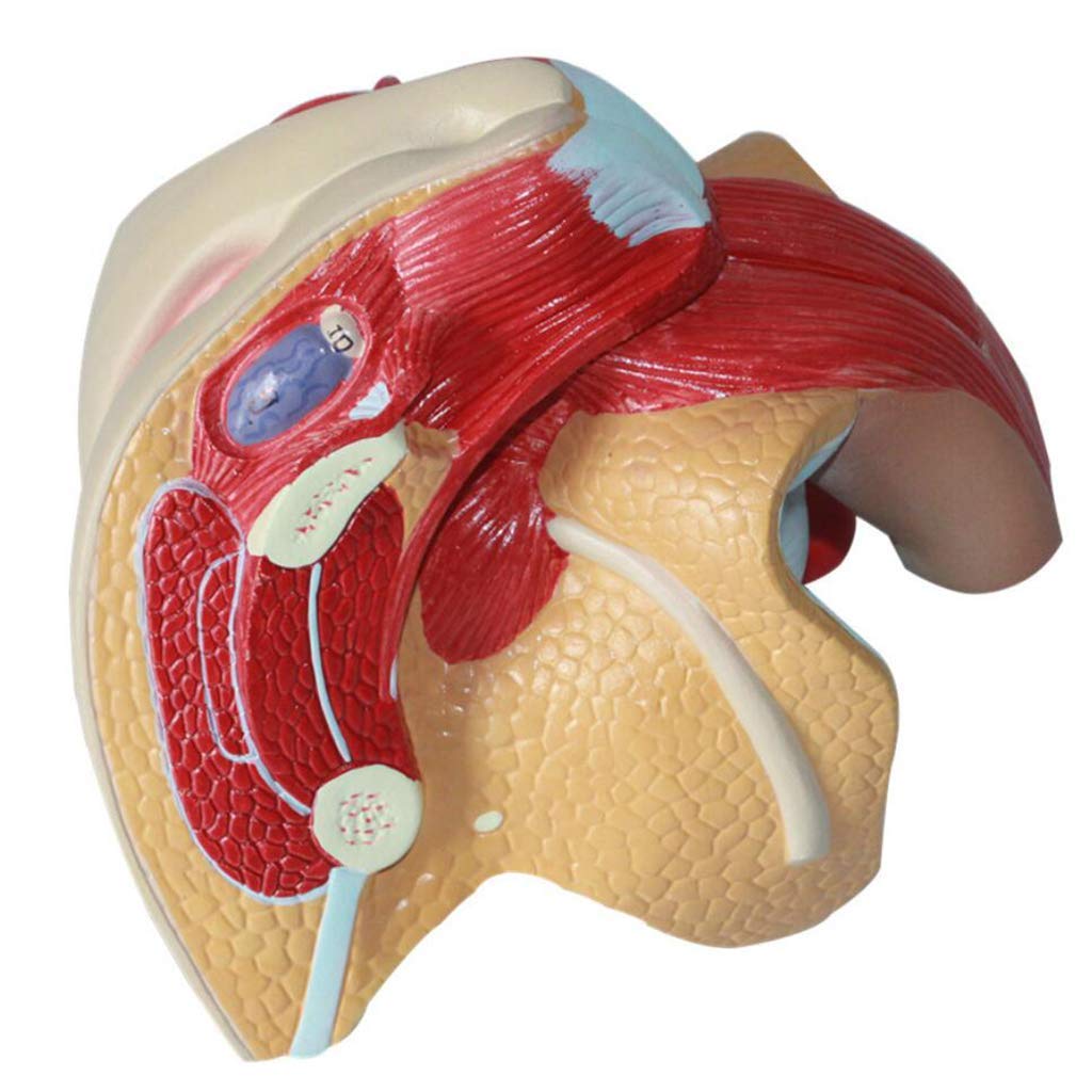 Model Żeński Układ Reprodukcyjny - Materiał PVC, Model Narządów Ludzkich, Model Anatomii - Do Celów Badań, Prezentacja, Lekcje, Model Medyczny