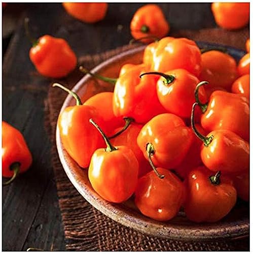 Miniatura 4 de Semilla de pimienta Jalopeno - Adición de sabor picante medio a la comida mexicana