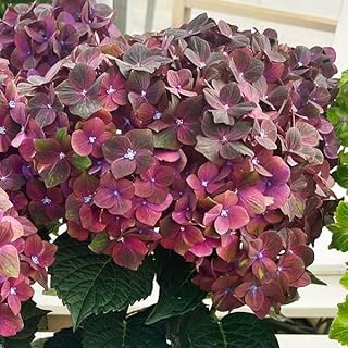 Amazon Co Jp 人気の紫陽花 鉢植えランキング