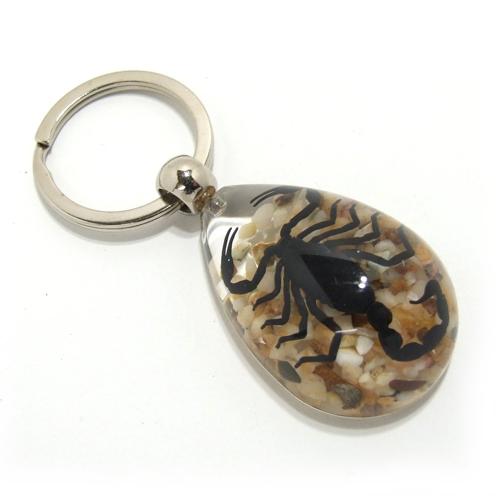 Amazon.co.jp: Insect Keyring 【サソリ 砂利入】 キーホルダー 昆虫