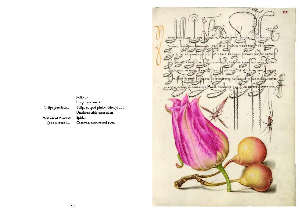 Mira Calligraphiae Monumenta: A Sixteenth-Century Calligraphic Manuscript Inscribed by Georg Bocskay and Illuminated by Joris Hoefnagel