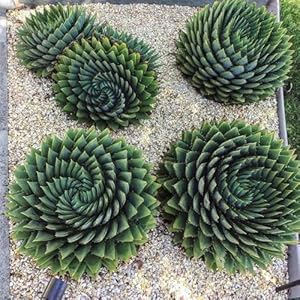 Generic Aloe Vera Samen 150pcs