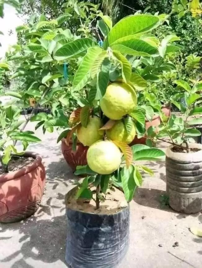 All Season Very Sweet Green Thai 7 Guava baramasi Live plant, Amrud Healthy Plants Fruit Tree For Outdoor Garden Plant (pack of 1)