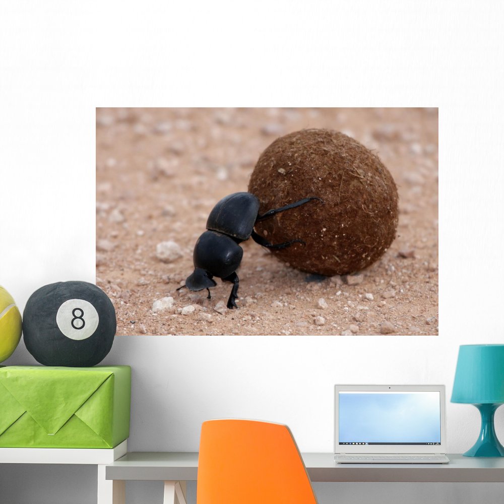 Amazon.com: Wallmonkeys Dung Beetle Wall Decal Peel and Stick