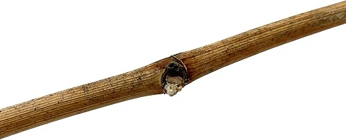 Miniatura 2 de Corte de vid de uva Cabernet Sauvignon Clon 1 (100)