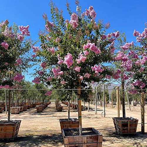 Light Purple Crepe Myrtle Seeds Lagerstroemia Deciduous Evergreen Tree & Shrub Hardy Ornamental Gardening Outdoor 35Pcs Flower Seeds By Yegaol Garden #TOP1