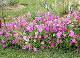 Amazon.com : Laura Bush Petunia -Pink (2000 Seeds) Wooded