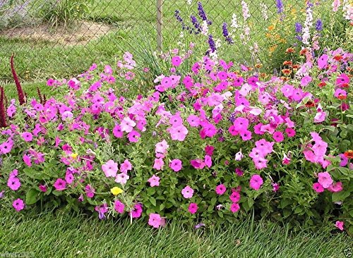Amazon.com : Laura Bush Petunia -Pink (2000 Seeds) Wooded