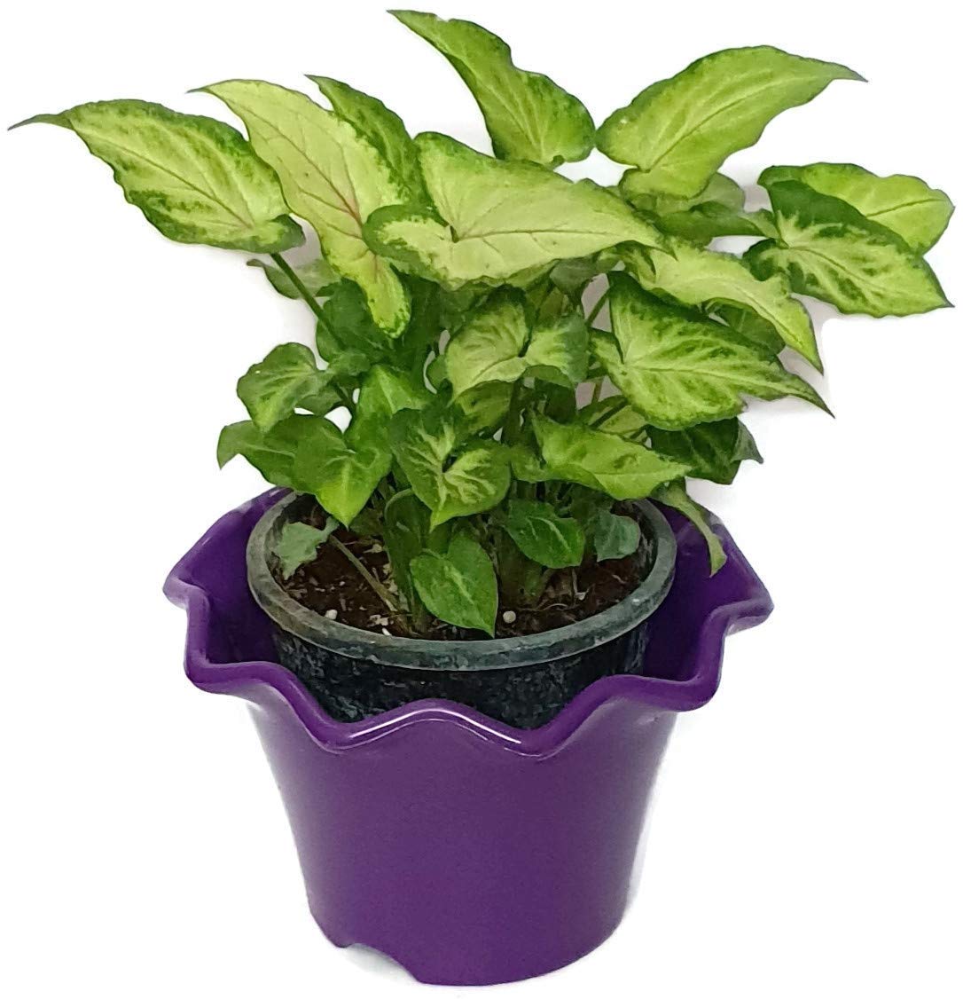 Grun Beautiful Green Syngonium Variegated - Air Purifying Indoor Plant-image-15