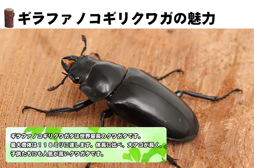 Amazon | 【販売 むしや本舗】 ギラファノコギリクワガタ成虫