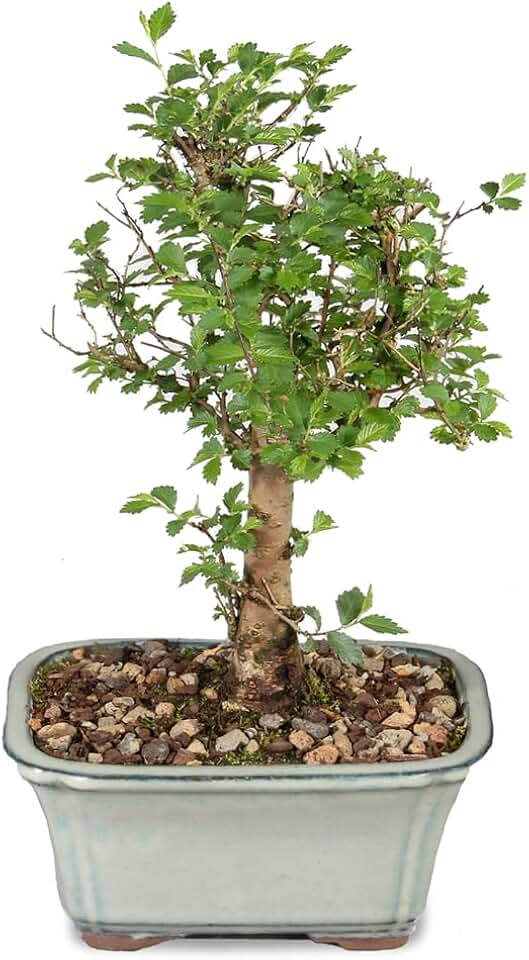 Brussel&#x27;s Bonsai Live Chinese Elm Bonsai Tree, Outdoor - Small, 5 Years Old, 6 to 8 inches Tall - Includes Decorative Ceramic Bonsai Pot
