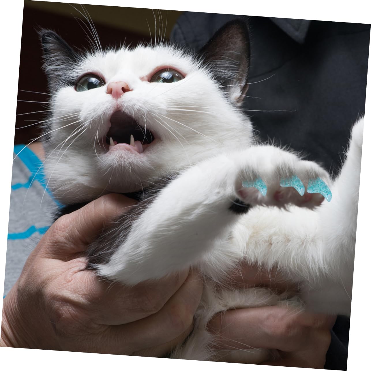 Kisangel 300 Pièces Ensemble D'Ongles pour Animaux De Compagnie Capuchons De Griffes Capuchons D'Ongles De Chat Couvre-Griffes De Chat Capuchons D'Ongles pour Animaux De Compagnie en