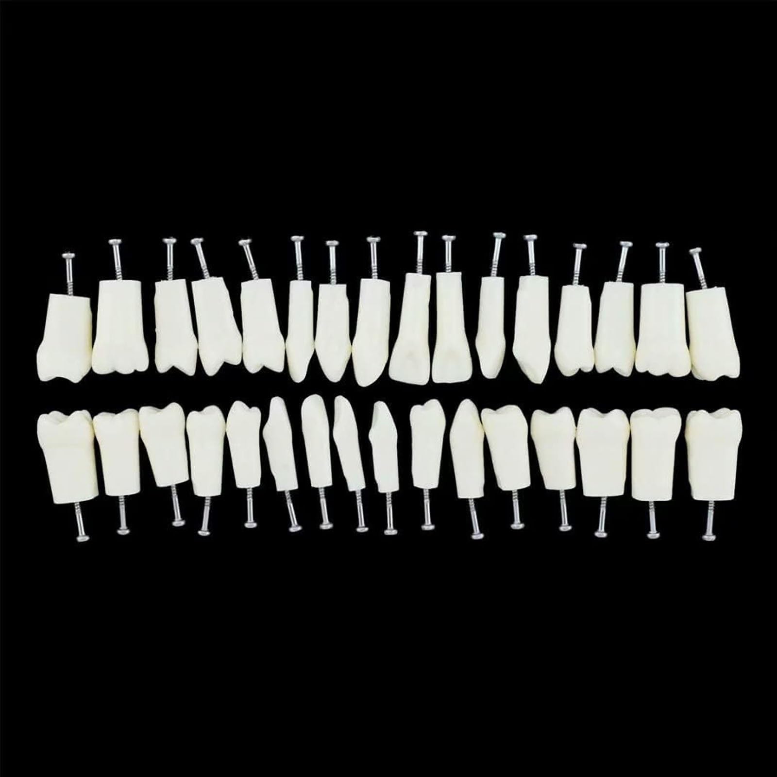 Zähne Modell Erwachsene Standard Demonstration Zähne Modell Zähneputzen Modell Praxis Anatomische Zähne Modell für zahnärztliche Lehre oder Mundpflege 28/32 Zähne(28 teeth)