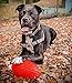 Jolly Pets Football Dog Toy, 8 Inches, Orange