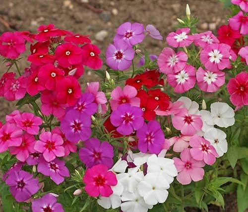Miniatura 4 de Semillas Phlox Drummond Jardín Coral Mix Flores Anuales No OGM