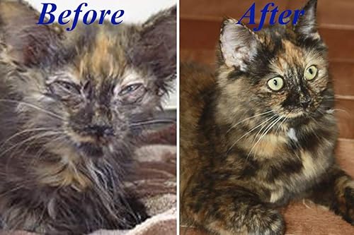 Miniatura 5 de X2 unidades (3.4 fl oz), multivitamínico esencial diario para gatos, vitaminas y minerales Omega3, ayuda a apoyar la salud, más grasa, digestión,